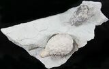 D Cystoid (Holocystites) Fossil - Indiana #25139-2